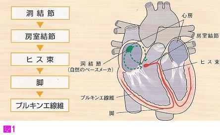 電気生理学的検査