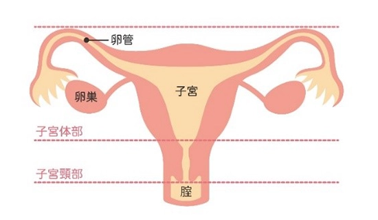 子宮画像