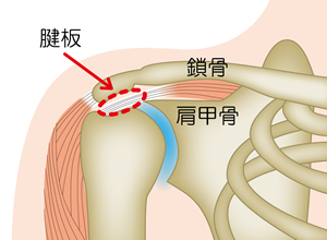 腱板について