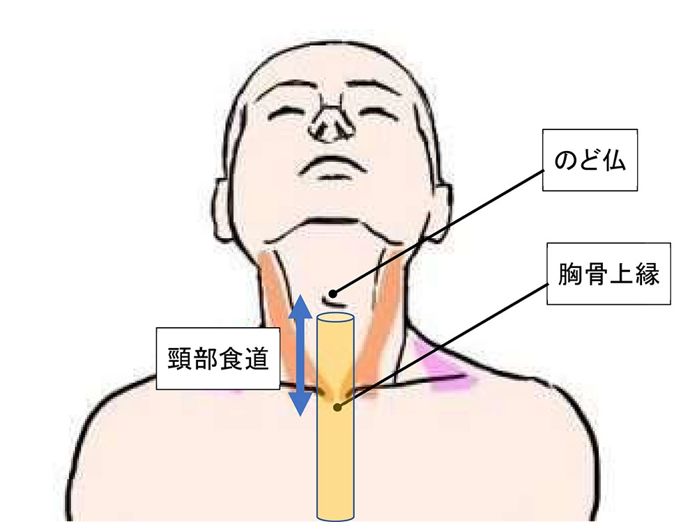 頸部食道の位置