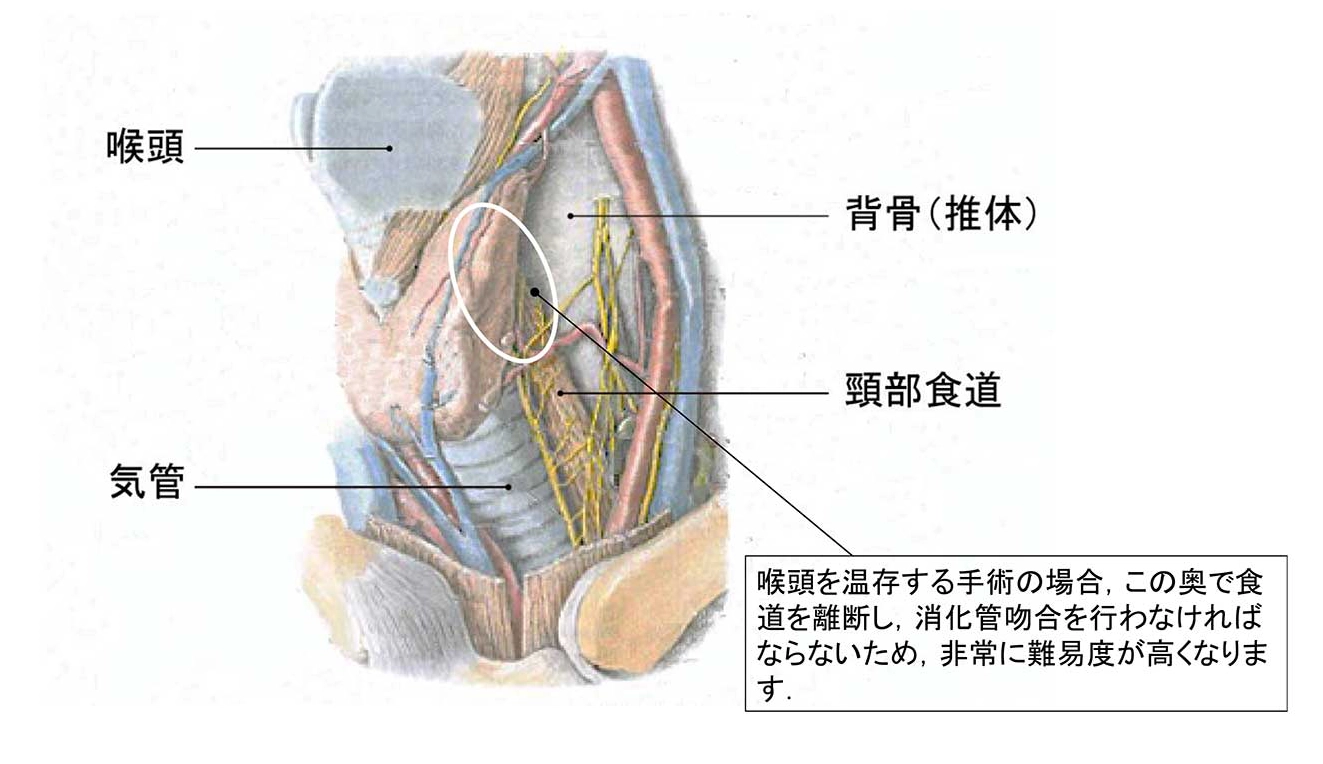 頸部食道の位置