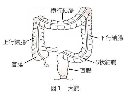 大腸の図