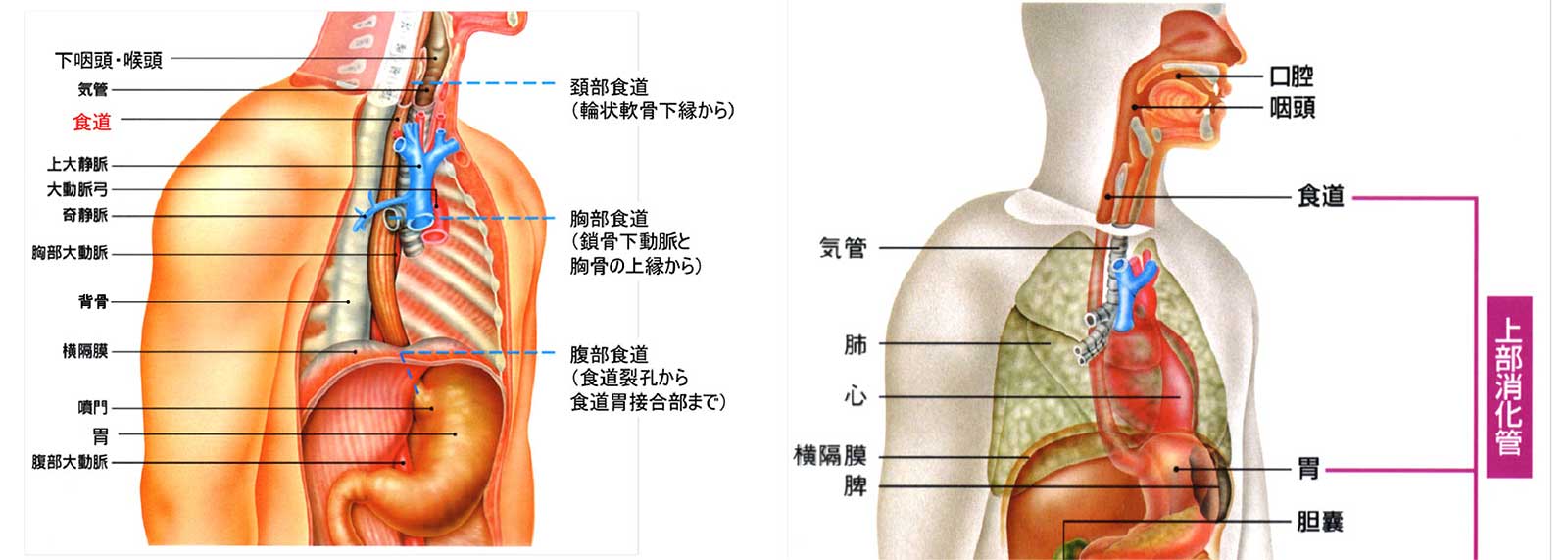 食道の位置